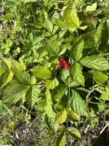 Stone Bramble Rubus saxatilis