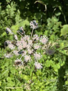 Wild Angelica Angelica sylvestris