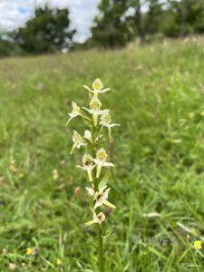 Greater Butterfly Orchid Platanthera chlorantha