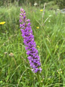 Marsh Fragrant Orchid Gymnadenia densiflora