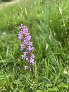 Common or Chalk Fragrant Orchid Gymnadenia conopsea