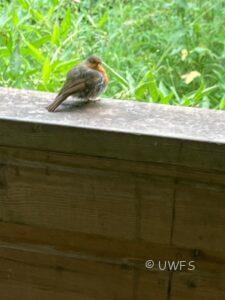 Juvenile Robin Photo K Goodings