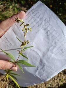 Hemp ,Cannabis sativa