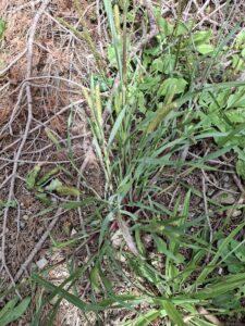 Yellow foxtail, Setaria pumila