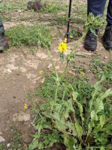 Bristly Oxtongue, Pictish echiodes