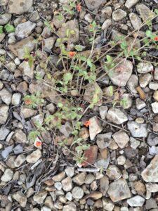 Scarlet Pimpernel, Anagallis arvensis