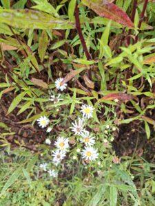 Michaelmas daisy