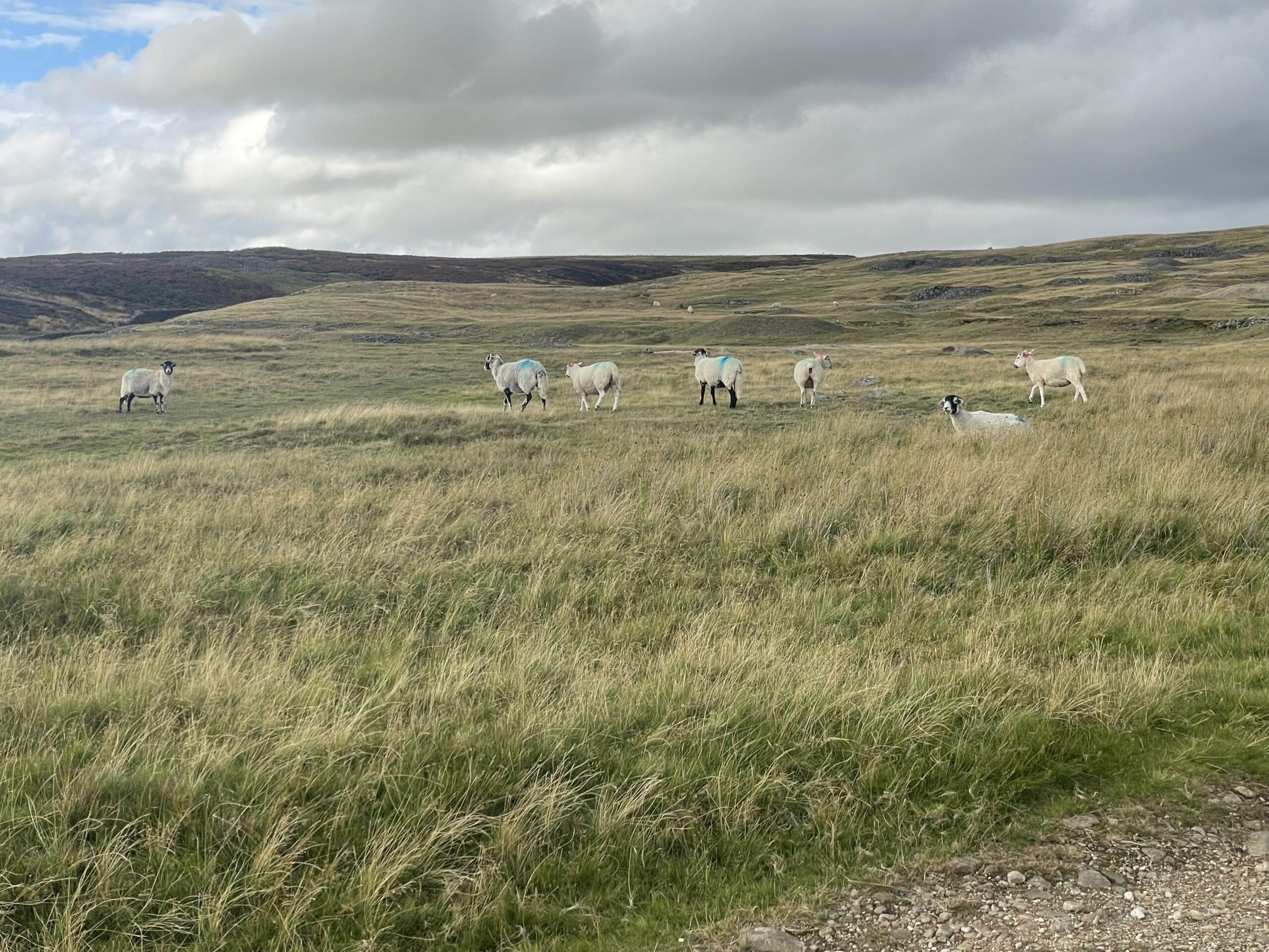 Grassington Moor