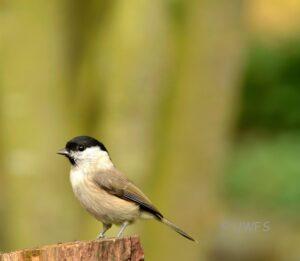 Marsh Tit