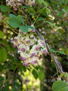 Bolton Hall Ankebia Quinata. Photo Peter Wright