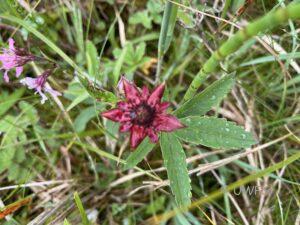 Marsh Cinquefoil Potentilla Palustris