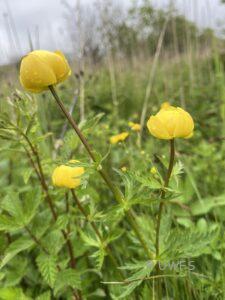 Globeflower, Trollius europaeus