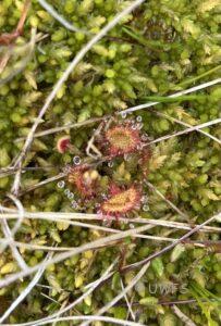 Round-leaved sundews Drosera rotundifolia