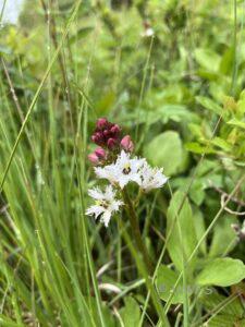 Bogbean Menyanthes trifoliata
