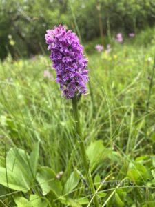 Hybrid Northern Marsh and Common Spotted Dactylorhiza x venusta