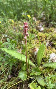 Common Wintergreen Pyrola minor