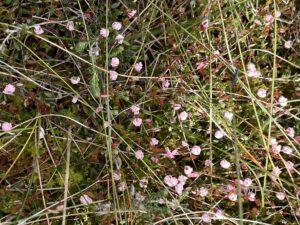 Cranberry Vaccinium oxycoccus