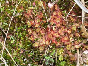 Round-leaved Sundew with Bog Rosemary leaves.