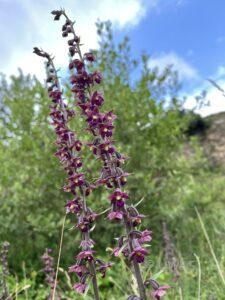 Dark Red Helleborine Epipactus atrorubens