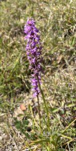 Marsh Fragrant Orchid Gymnadenia densiflora