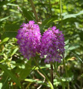 Pyramidal Orchids Anacamptis pyramidalis