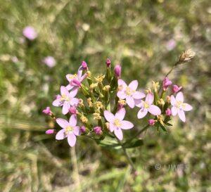 Common Centaury Centaurium erythraea