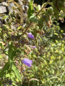 Nettle-leaved Bellflower Campanula trachelium
