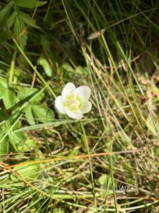 Grass of Parnassus Parnassia palustris