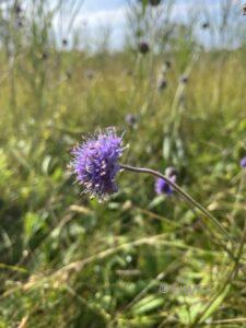 Devil’s Bit Scabious Succisa pratensis