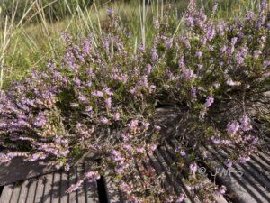 Ling Calluna vulgaris